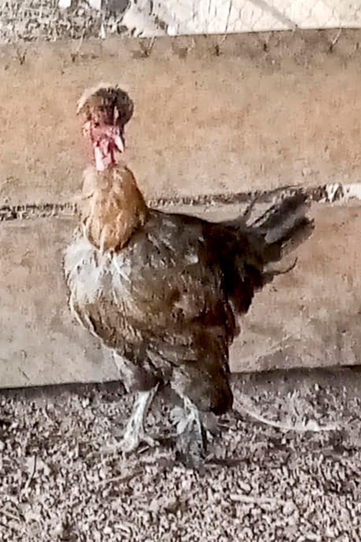 WhatsApp Image 2025-04-03 at 7.35.48 PM (2) copia.jpg